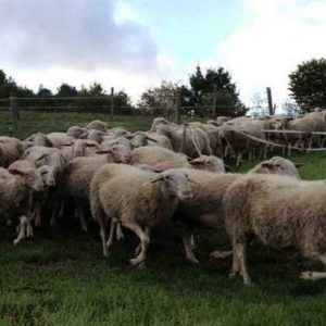 pecore-di-Langa-murazzano