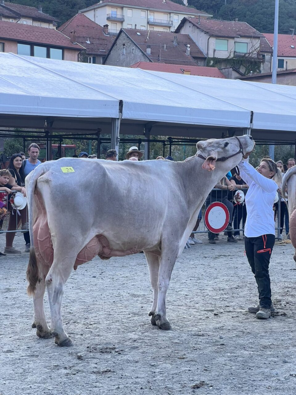Miglior Mammella